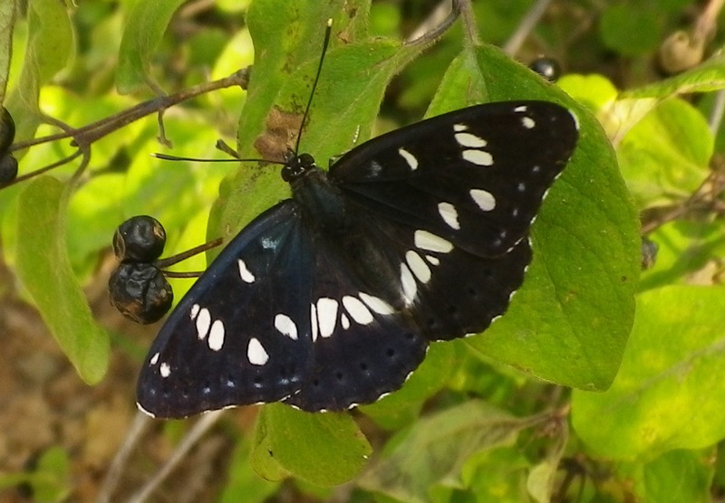 Farfalla bianca e nera: Limenitis reducta